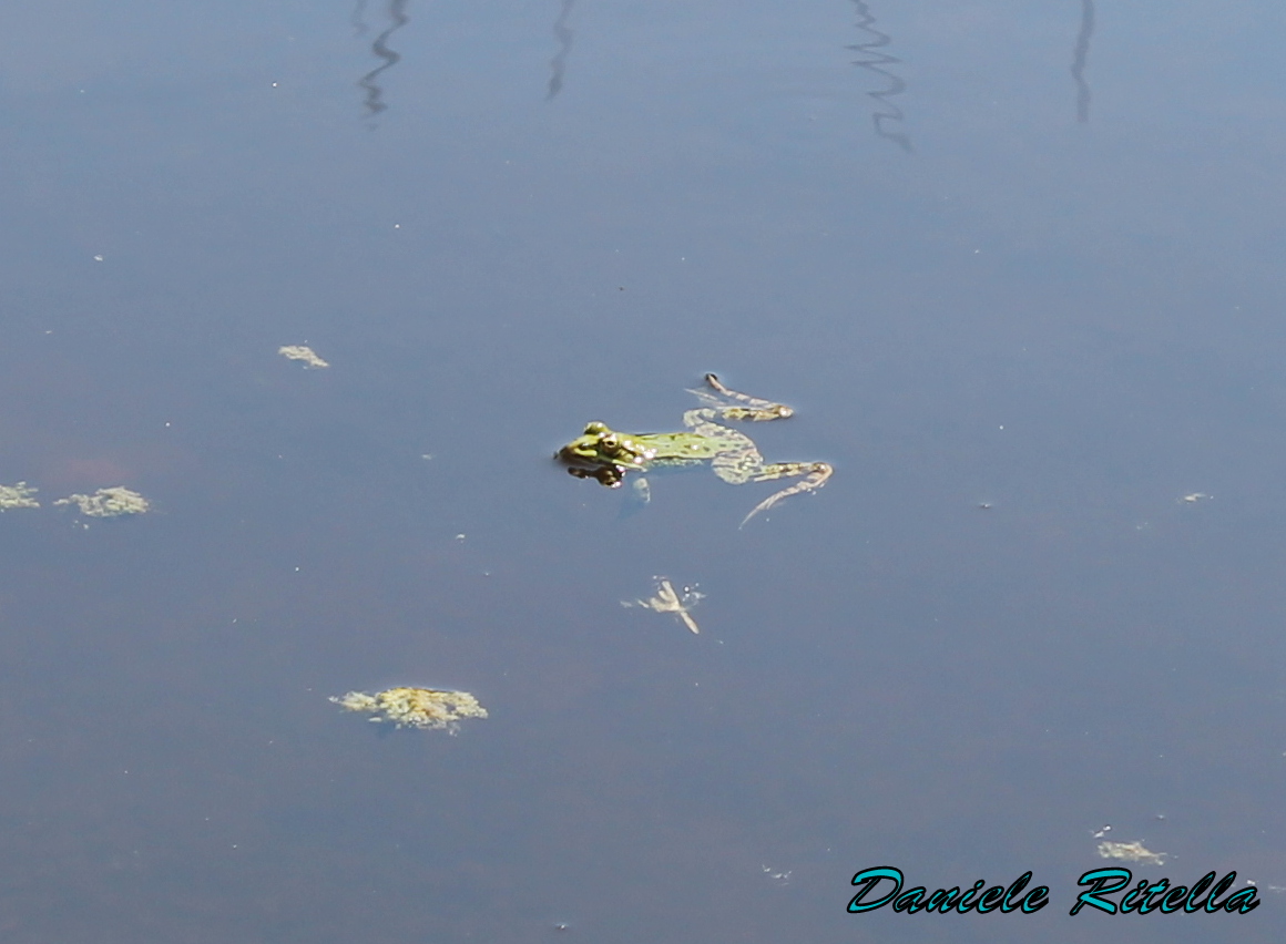 Qualche Pelophylax sp.! (prov. Caserta)